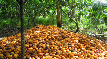 Nos différentes variétés de fèves de cacao